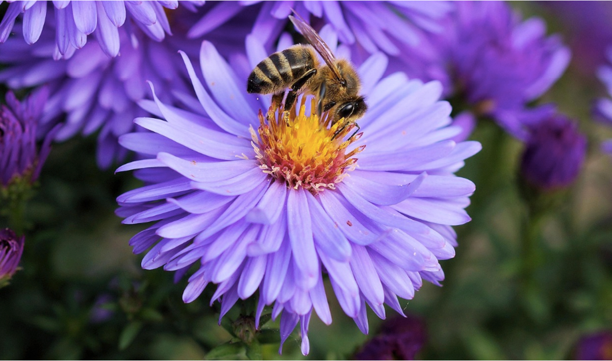 Best Fertilizer for Flowering Plants: NPK Ratio, Types & How to Apply