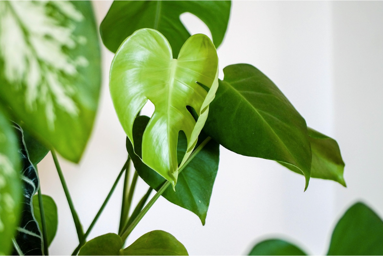 Best Fish Fertilizer for Indoor Plants: Benefits & How to Use