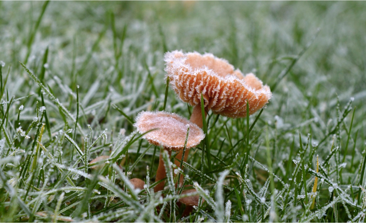 Best Fertilizer for Grass After Winter: NPK Ratios & How to Use