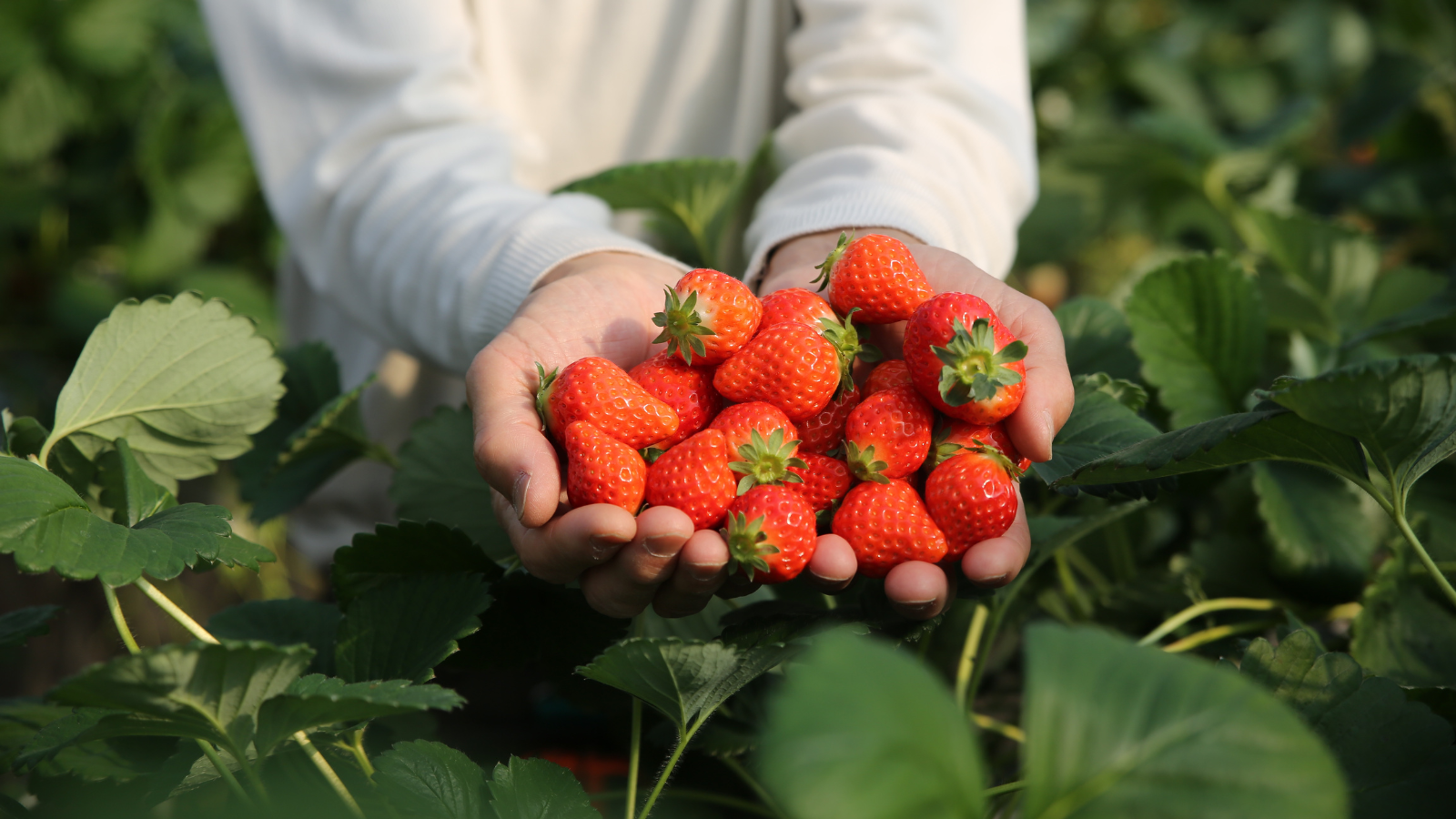 What Makes GS Plant Foods Fertilizers a Smart Investment for Growers