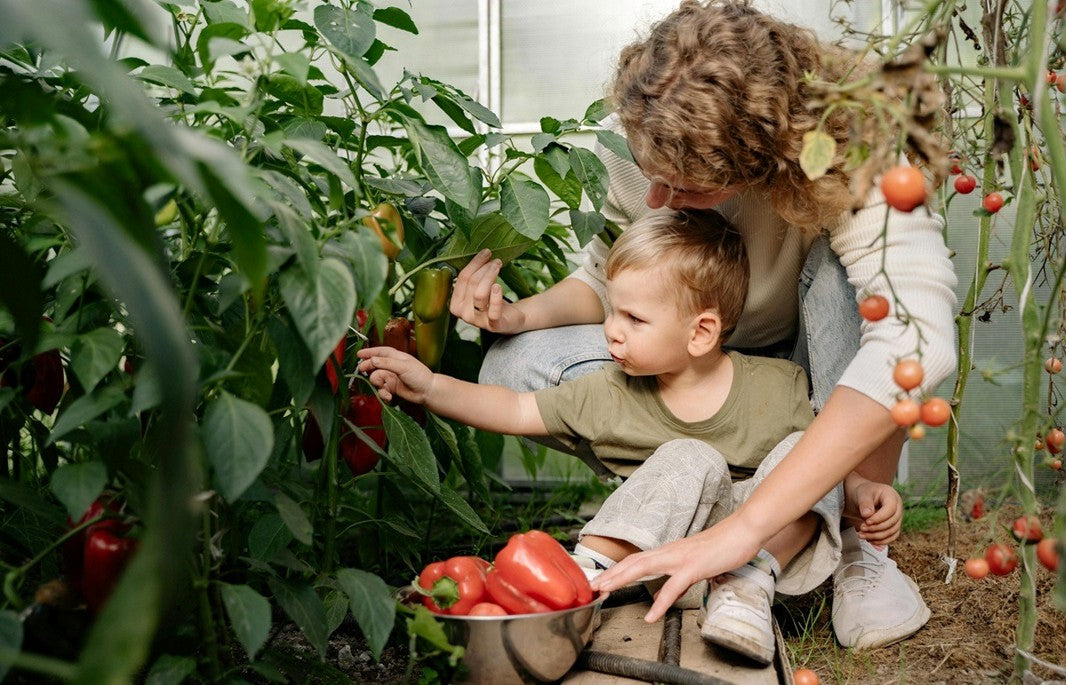 NPK 20-20-20 Fertilizer: Benefits, Dosage & Uses