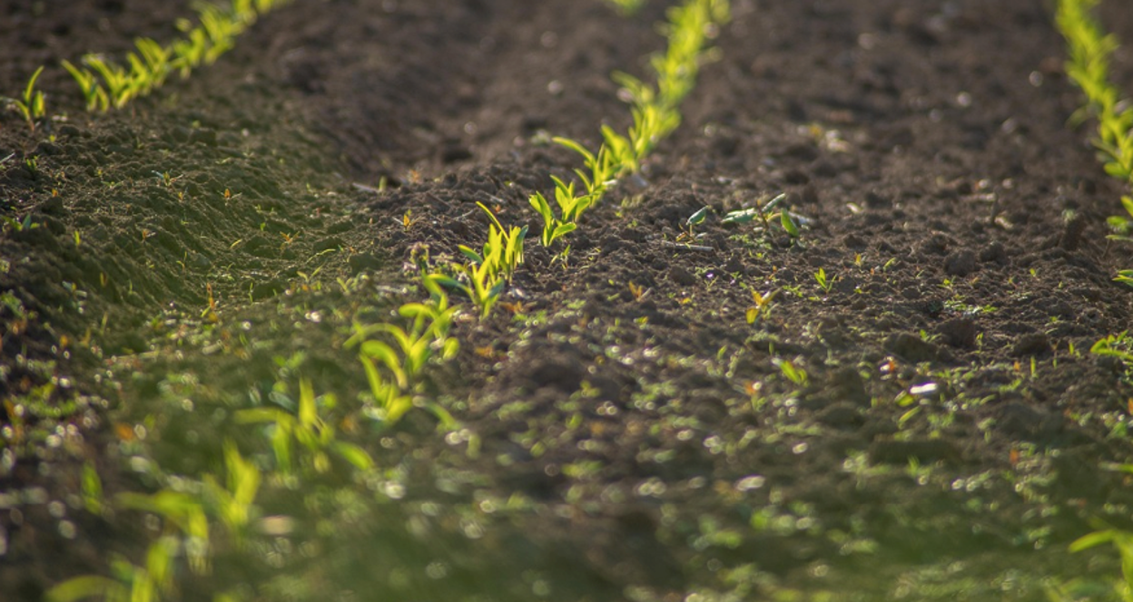 How to Fix Hydrophobic Soil: Top Wetting Agents