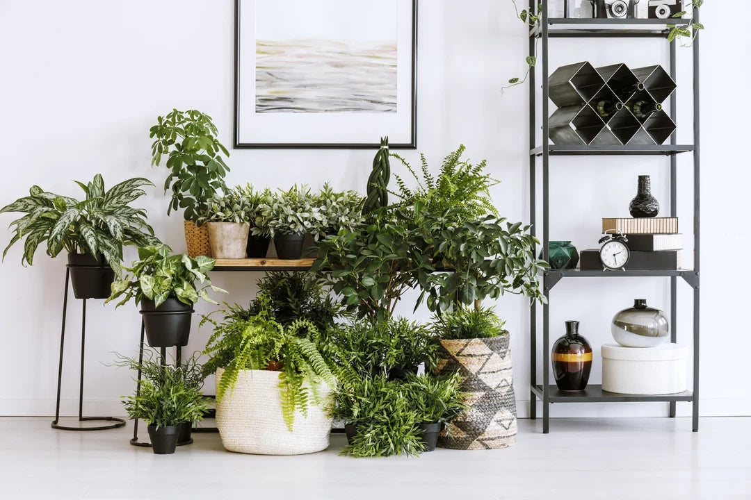 Collection of various potted green indoor plants arranged in a room.