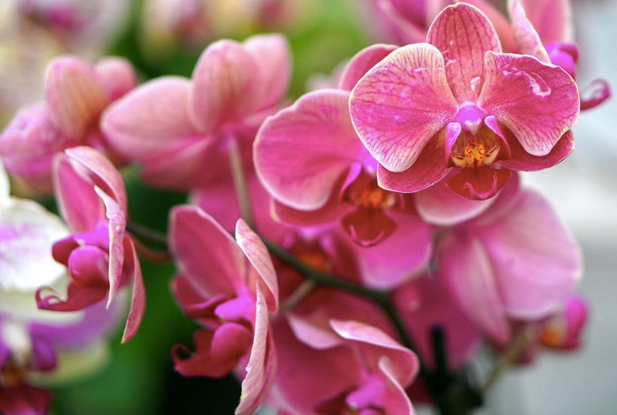 How to Get Orchids to Rebloom: Care Tips & Best Fertilizers