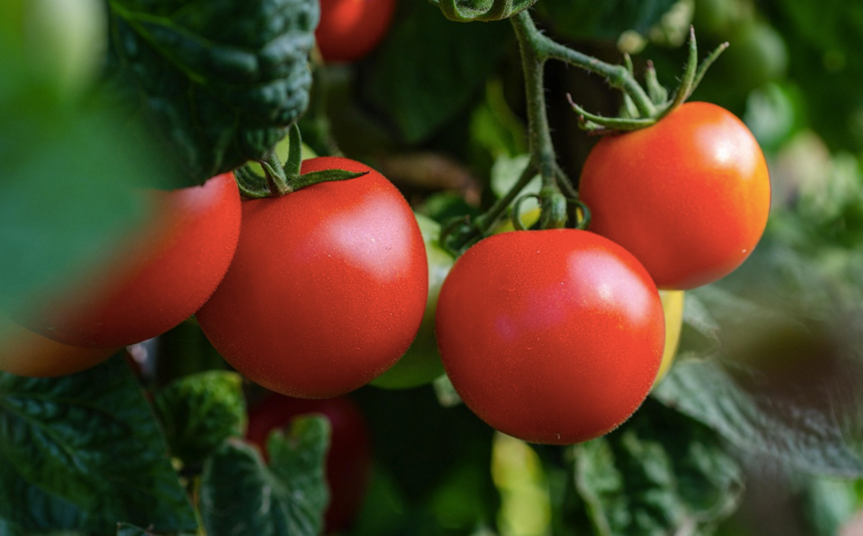 Humic Acid for Vegetable Gardens: Benefits & How to Use