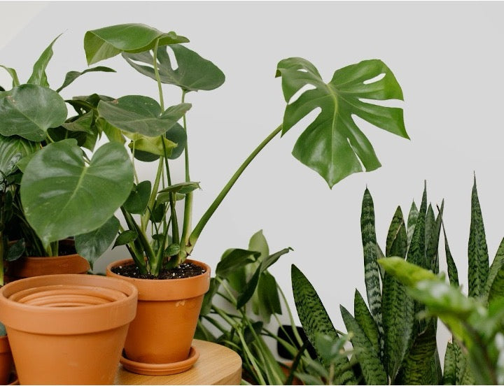 Houseplant Winter Care: Watering, Light & Protection Tips