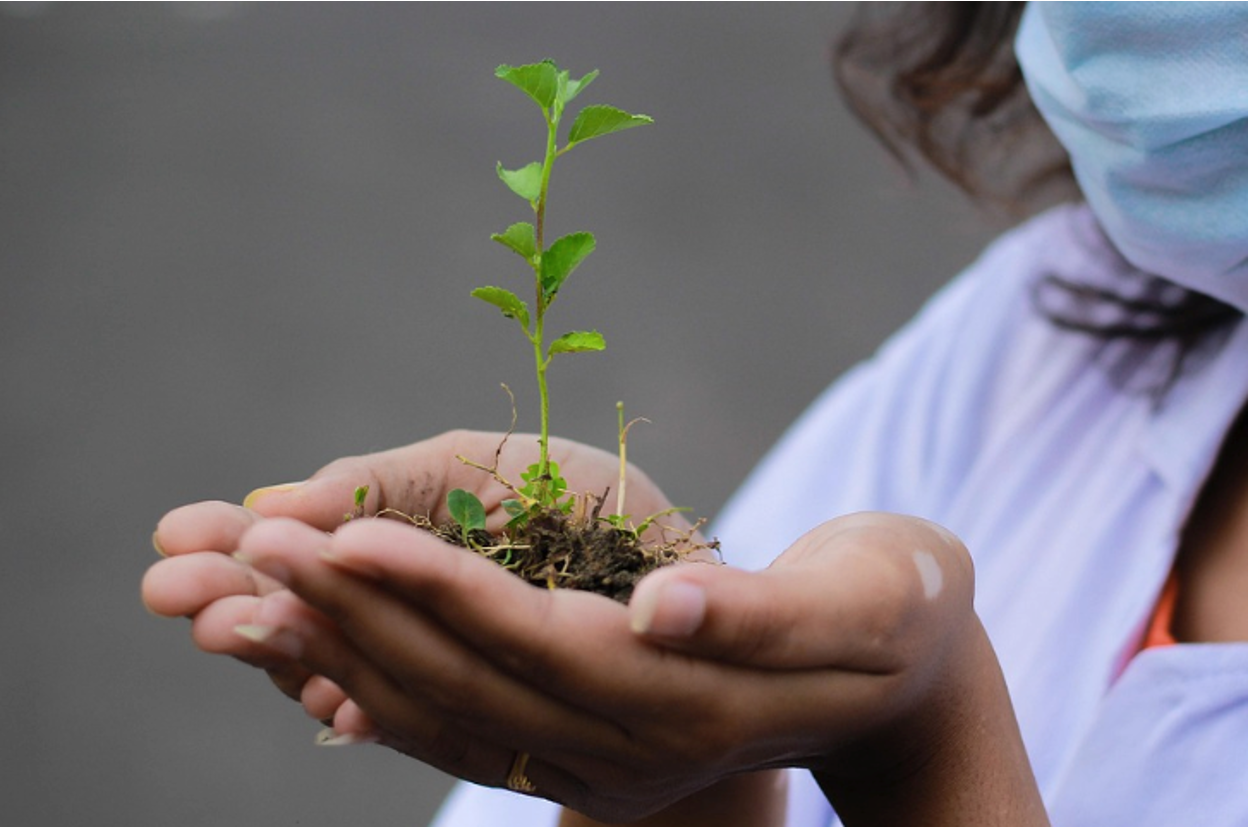 How to Make Plants Grow Stronger: Nutrition & Care Tips