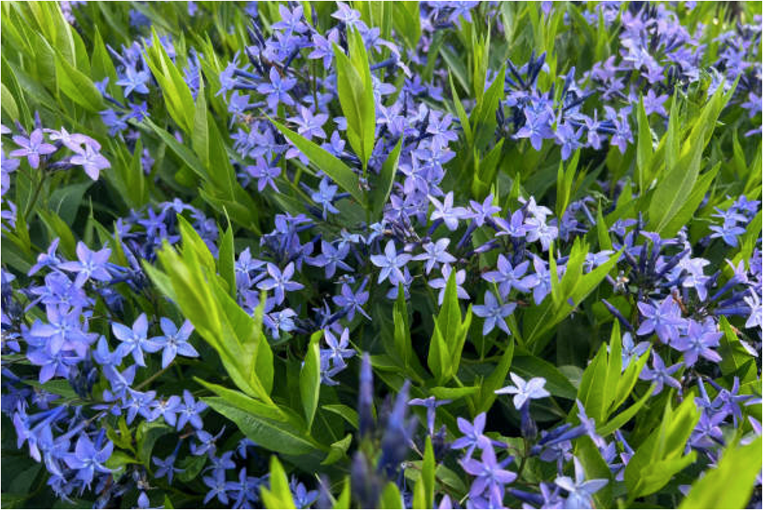 5 Full Sun Low Maintenance Plants: Types & Easy Care Tips