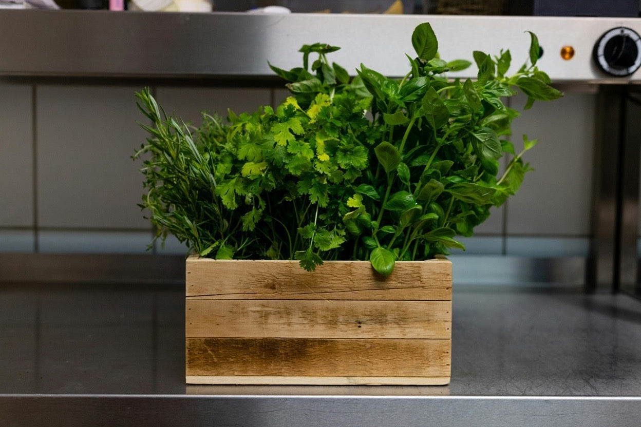 5 Herbs to Plant in Spring (with Soil, Watering & Care Tips)