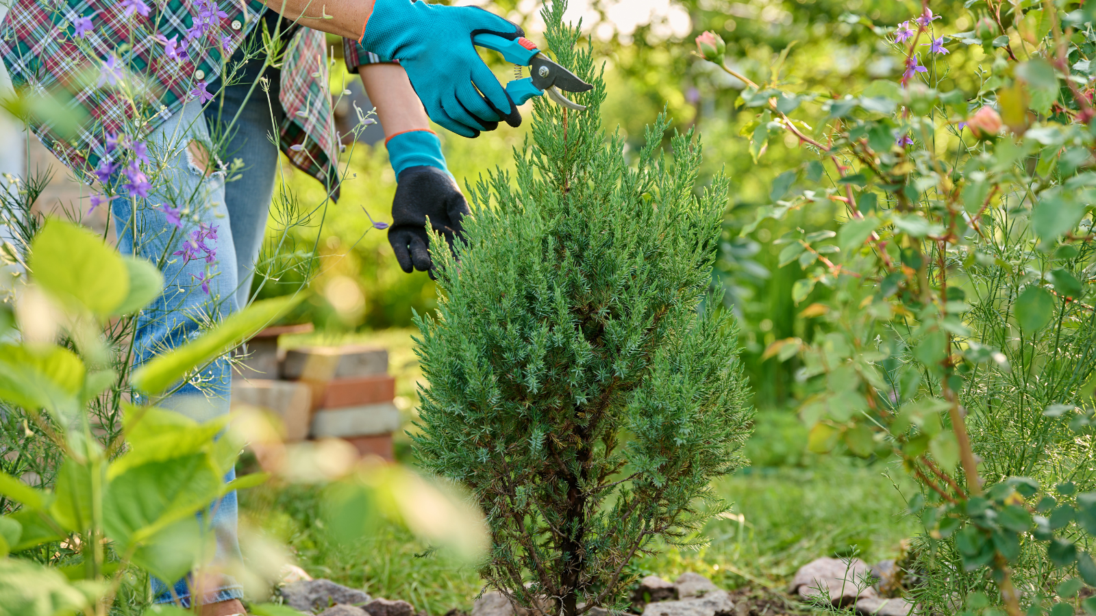 Fertilizing Conifer Plants: A Complete Guide to Healthy Evergreens
