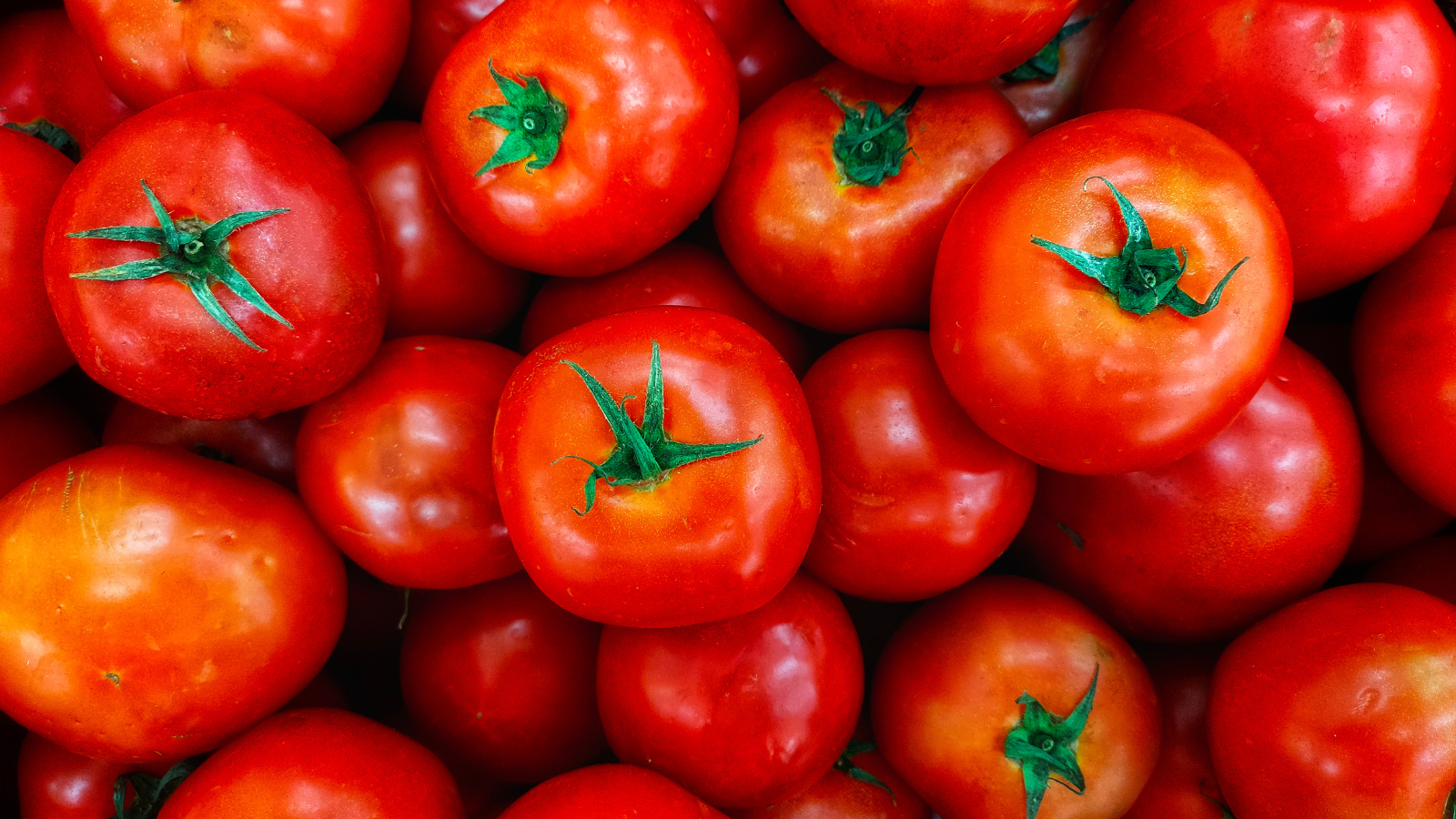 Best Fertilizer for Tomato Plants: NPK Ratio, Organic Options & How to Apply
