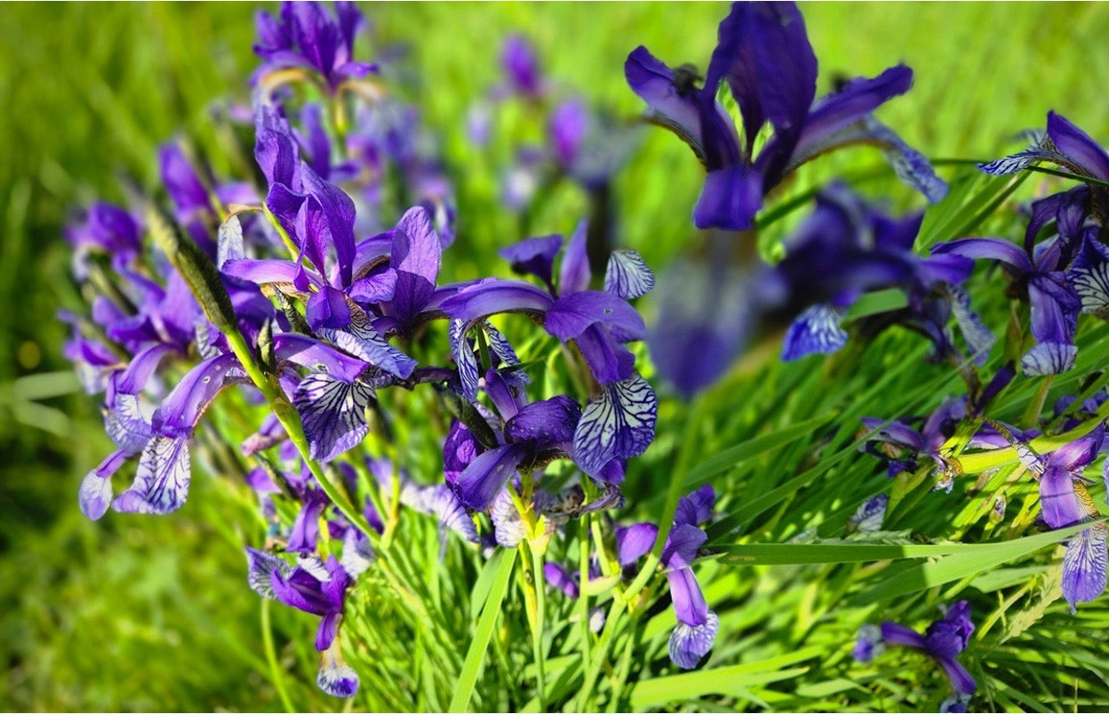 4 Perennial Flowers to Plant in Spring: Where To Plant & Care Tips