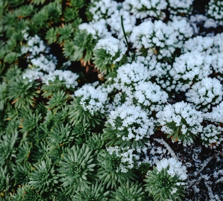 3 Best Plants to Plant in Winter (Plus, Soil & Care Tips)