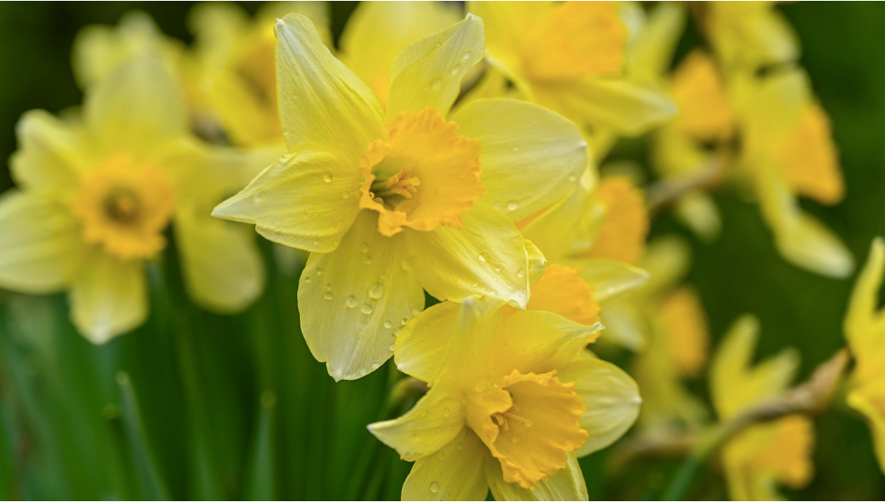 4 Easy Flowers to Grow in Spring: Guide For Beginners